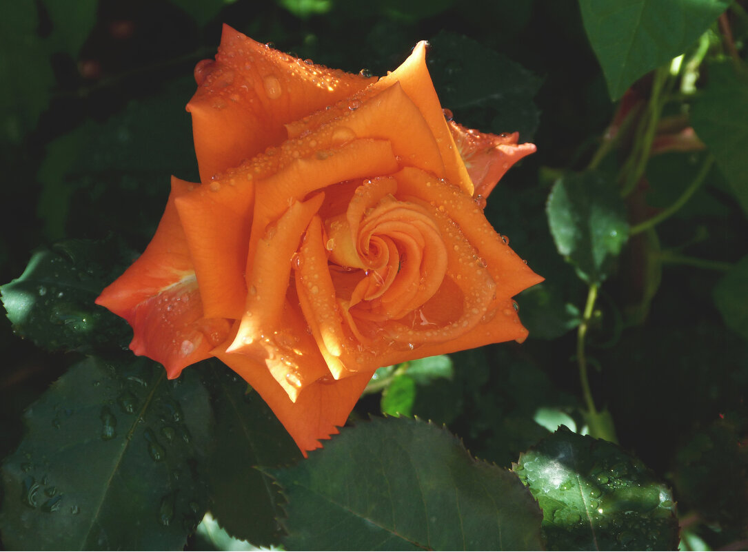 Оранжевая Флорибунда - Валентин Семчишин Оранжевая Флорибунда - Валентин Семчишин