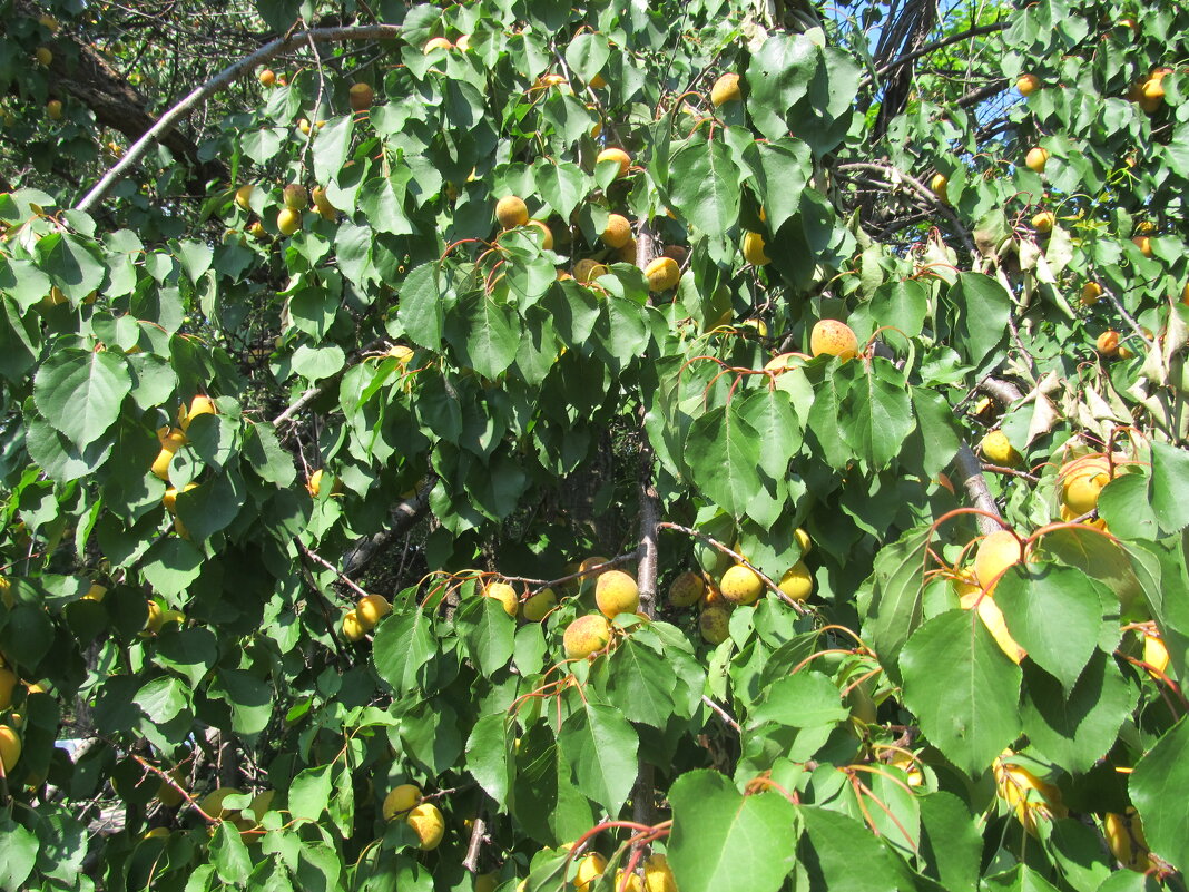 Урожай - Елена Шаламова