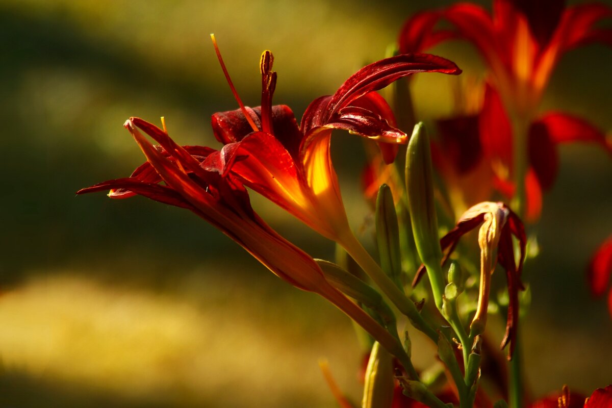 Цветы ушедшего лета - Юрий. Шмаков Цветы ушедшего лета - Юрий. Шмаков