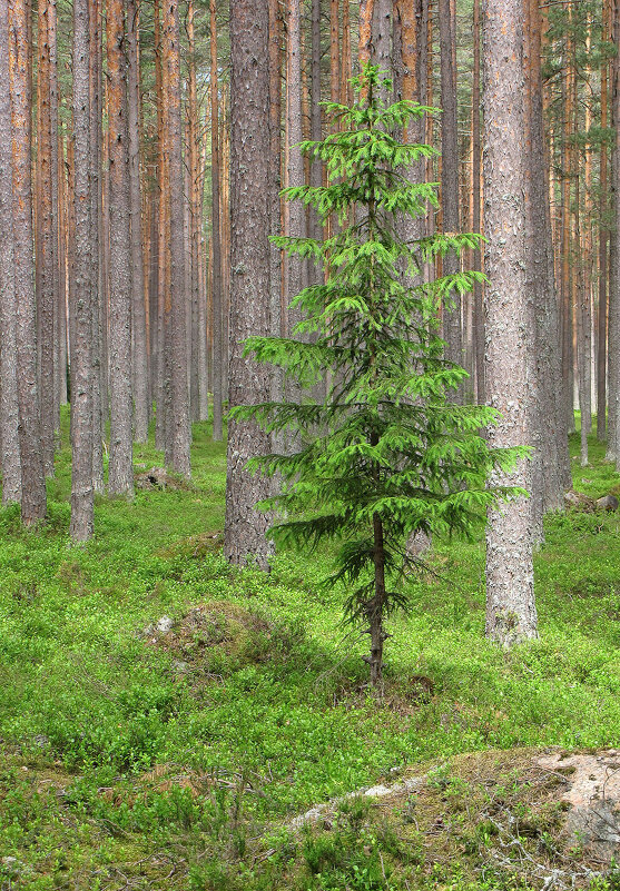 Елочка-тинейджер - Александр Ильчевский 