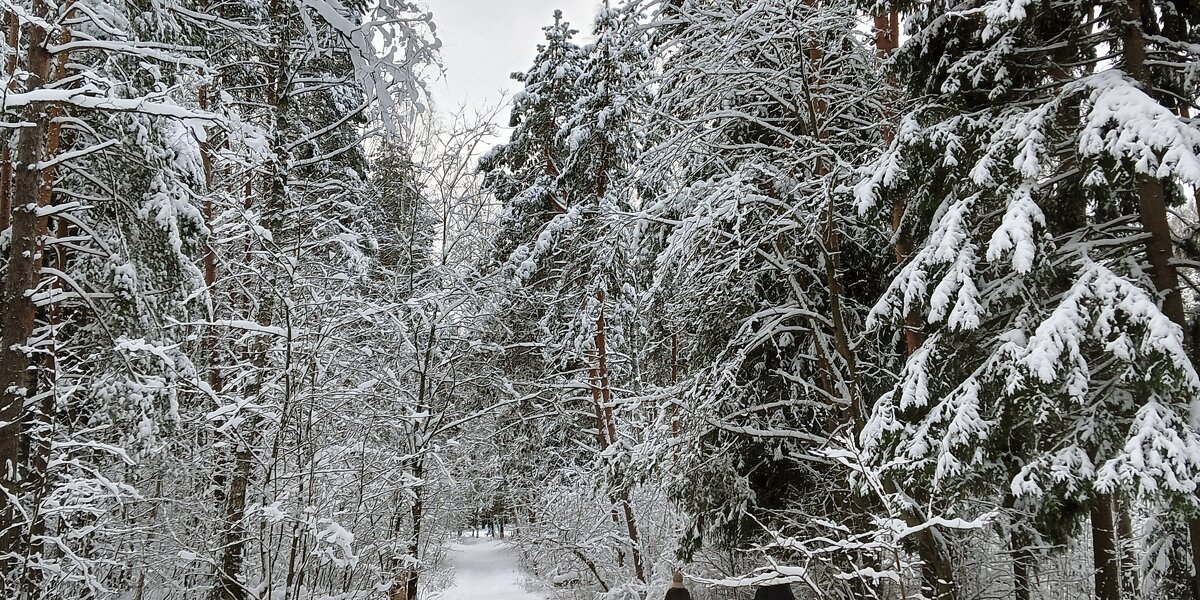 деревья в снегу - Владимир 