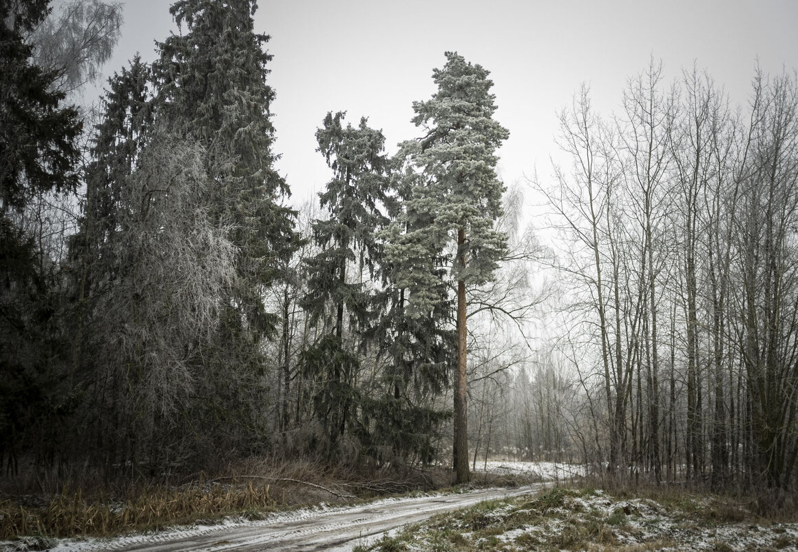 Иней и первый снег. - Николай Галкин 