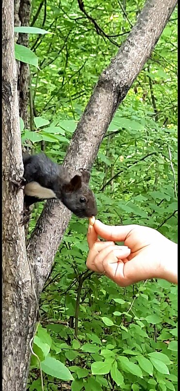 Угостить белку - Марина 