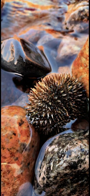 Море - Марина 