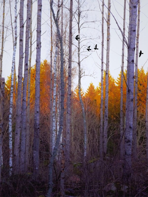 В декабрьском пожаре - liudmila drake