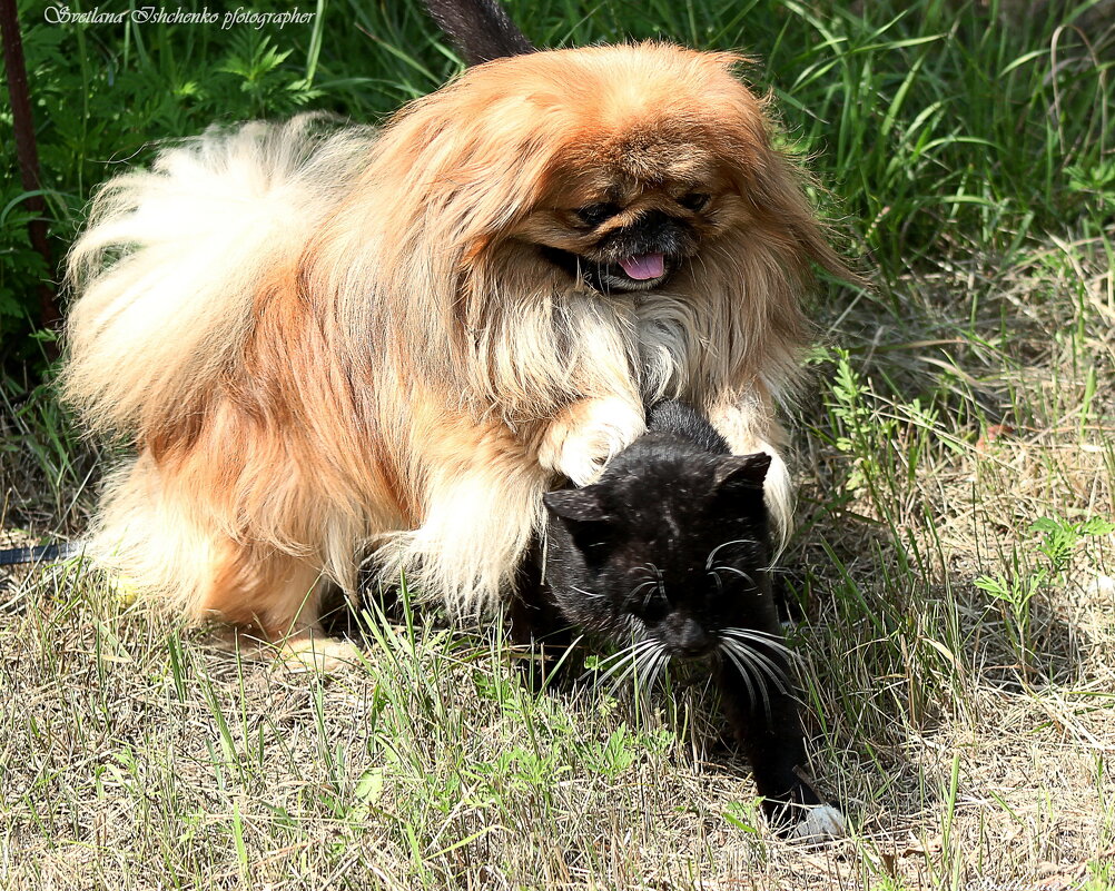 Попался... - Светлана Ищенко