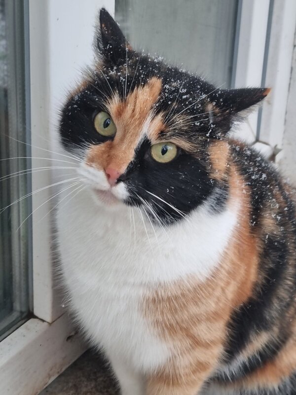 Бася хочет домой - Наталья 