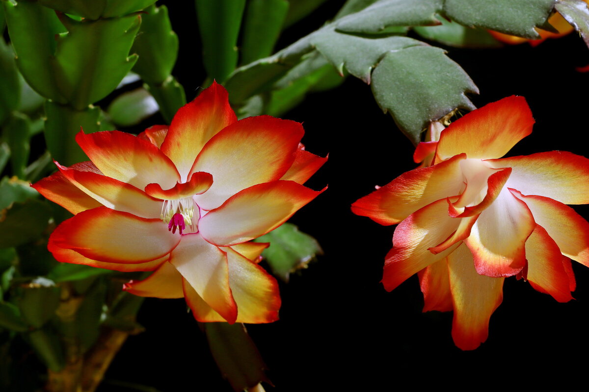 *** - Игорь Kуленко *** - Игорь Kуленко