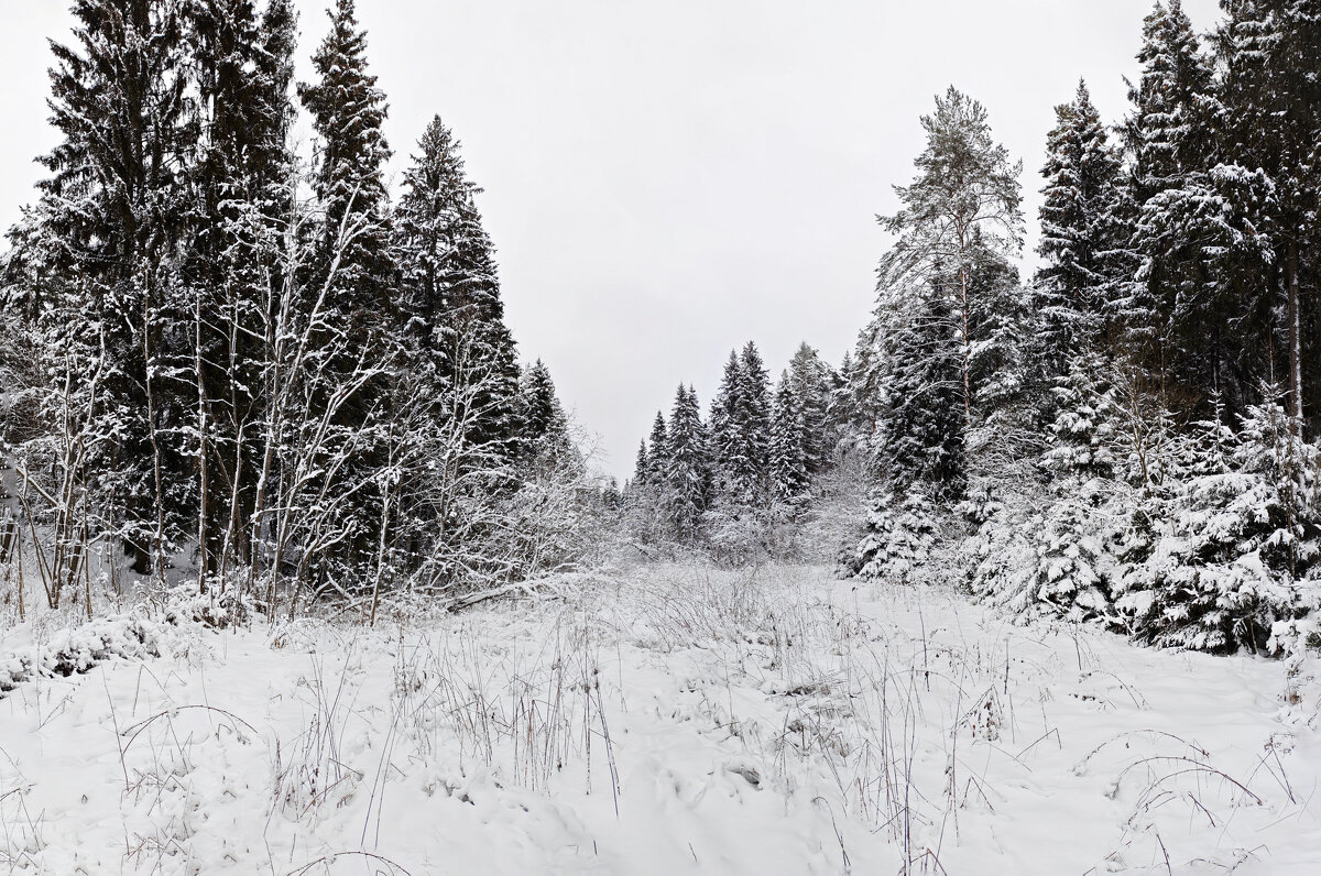 *** - Денис Бочкарёв