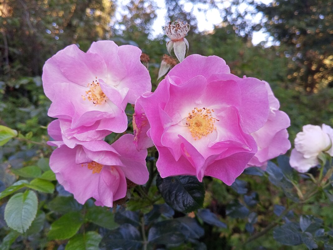 Розы - Сапсан 