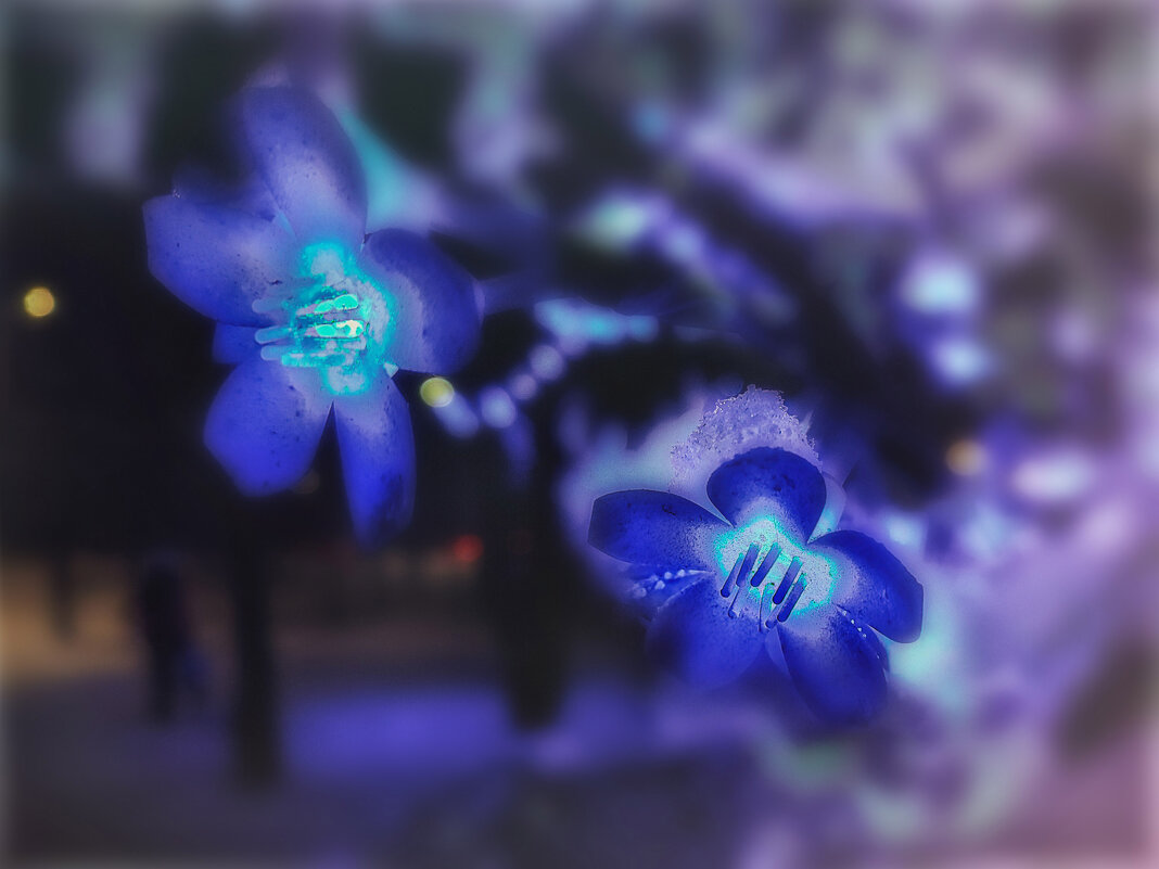 Гирлянды и люди.. - AZ east3 Гирлянды и люди.. - AZ east3