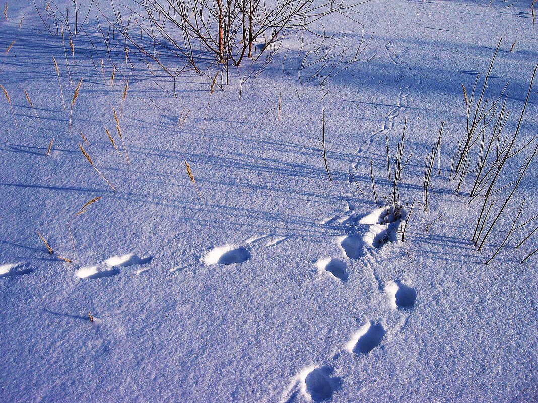 Сова скогтила полевку на снегу! - Владимир 