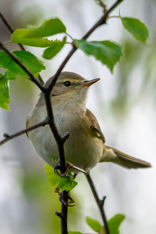 Пеночка-теньковка - Владимир Лазарев