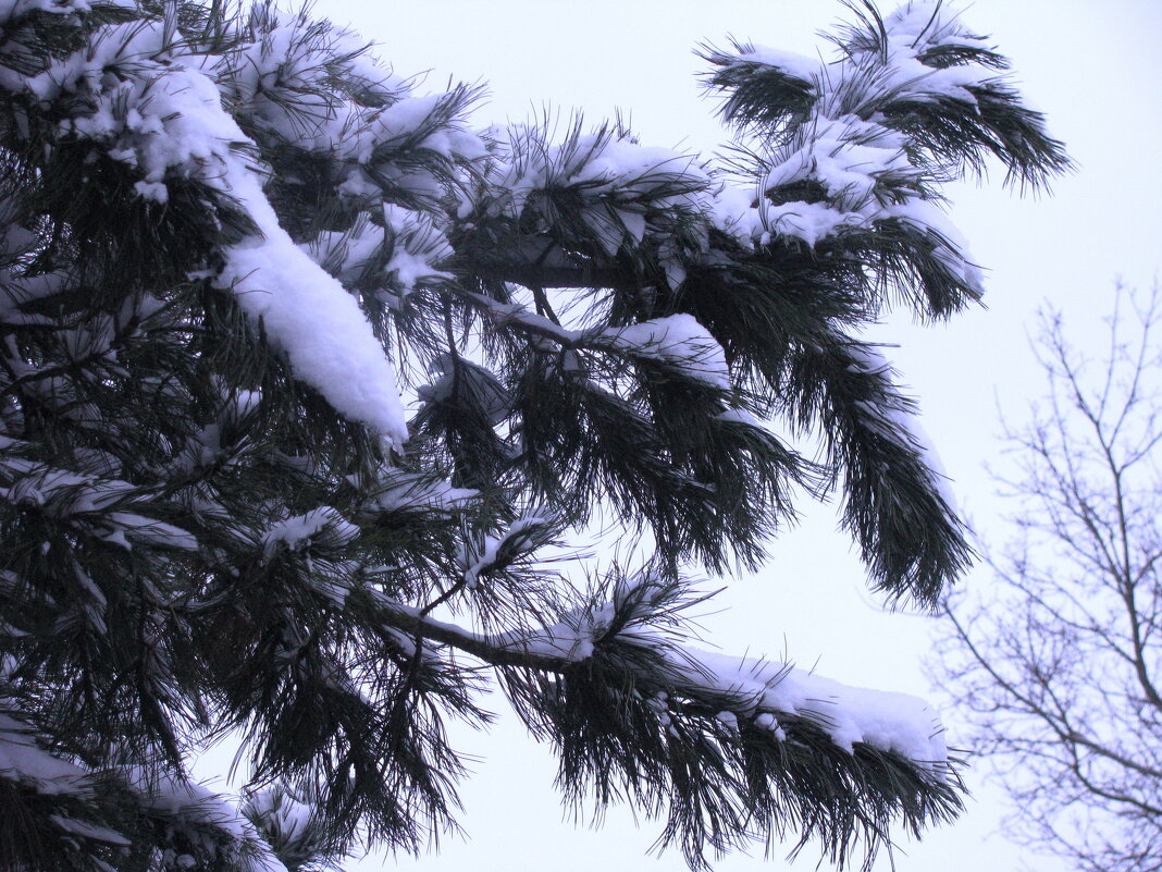 Кедровая ветка - Людмила Смородинская