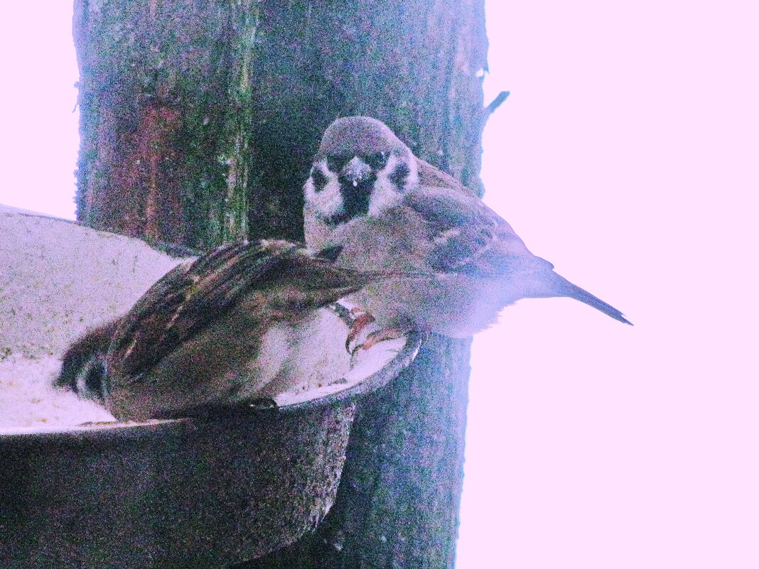Так хочется есть - Людмила Смородинская