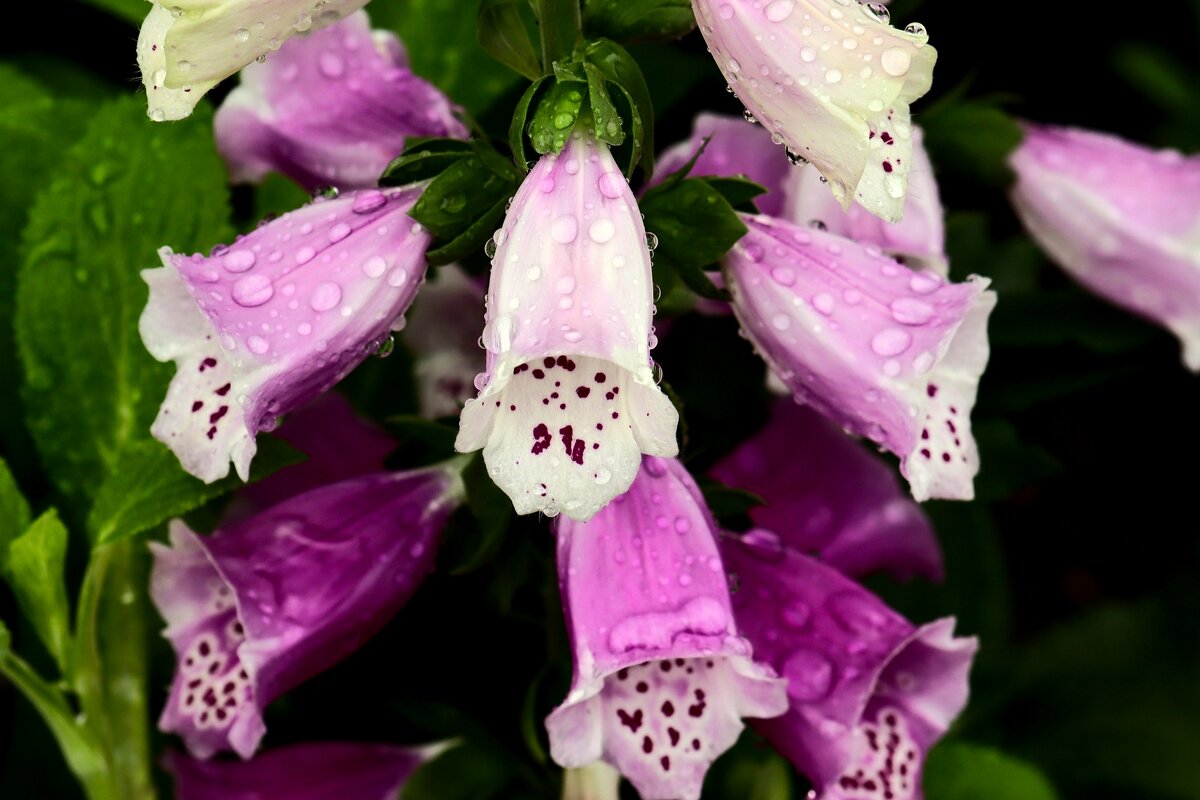 Цветы ушедшего лета - Юрий. Шмаков