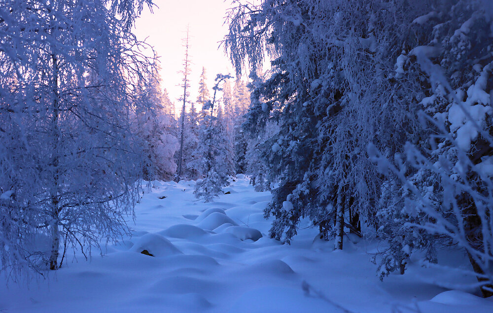 Прогулки по зимнему лесу - Галина Ильясова