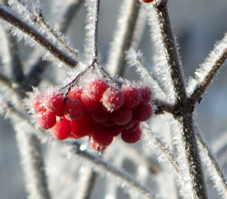 Замороженная. - nadyasilyuk Вознюк