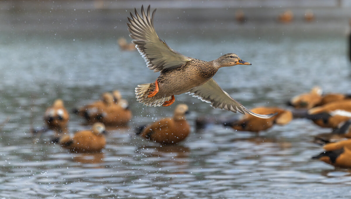 догонялки. - юрий макаров догонялки. - юрий макаров