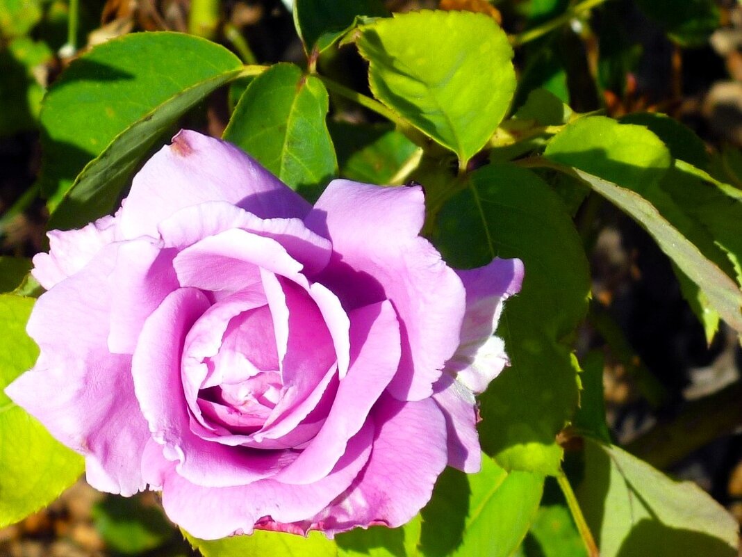 Роза - Наталья Роза - Наталья