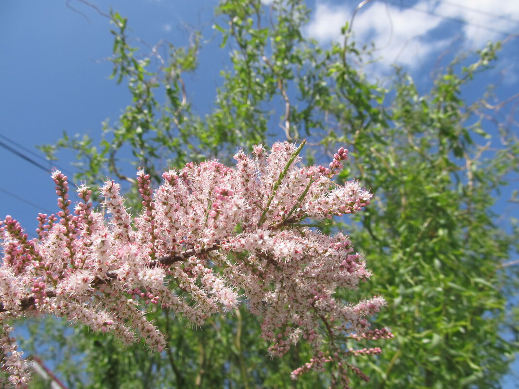 июнь - Елена Шаламова