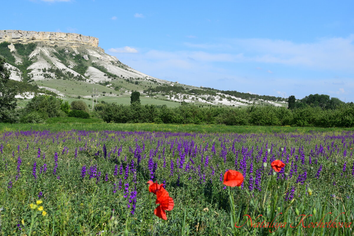 Природа Крыма - Amazing Cosmea