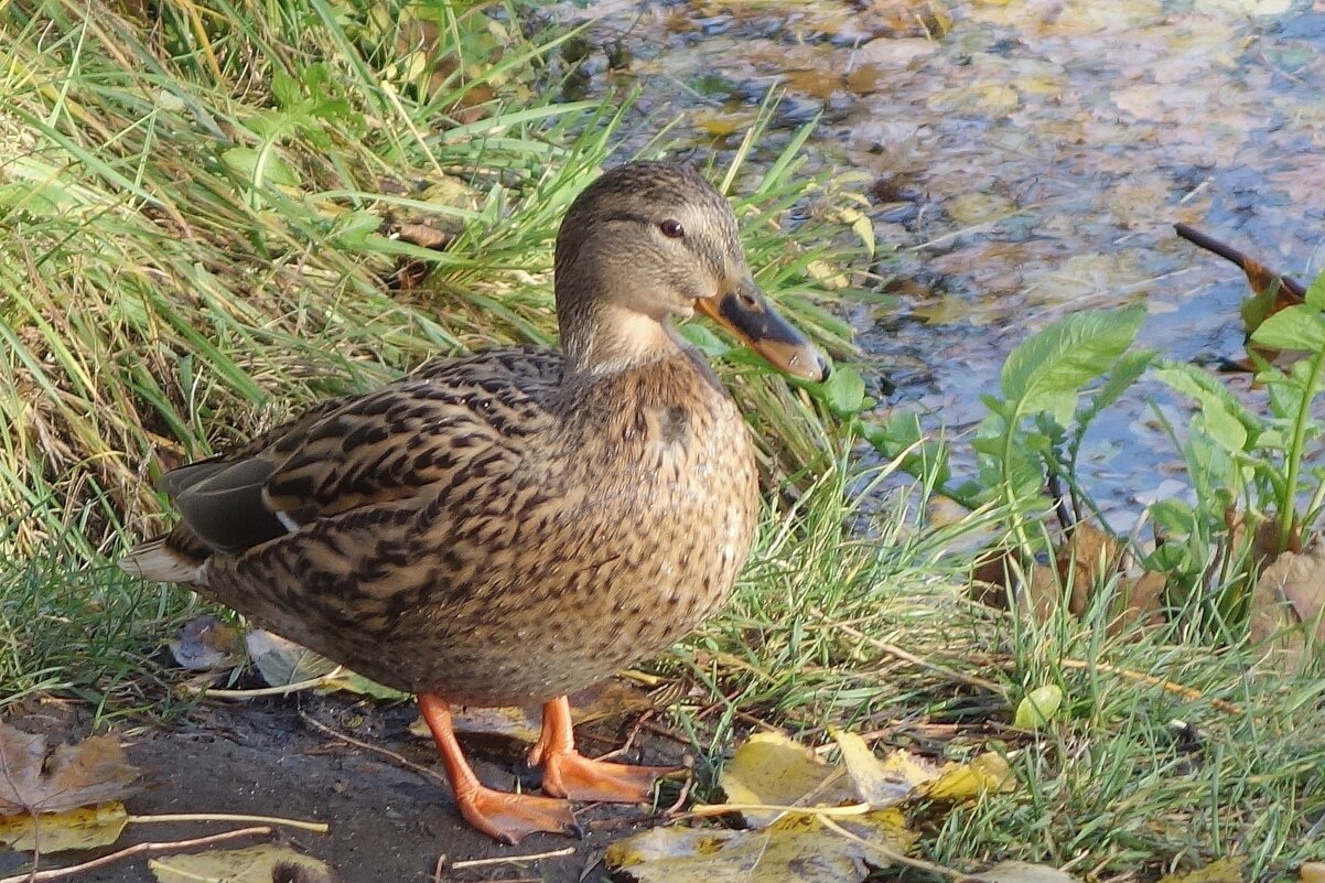 Кряква - Рита Симонова