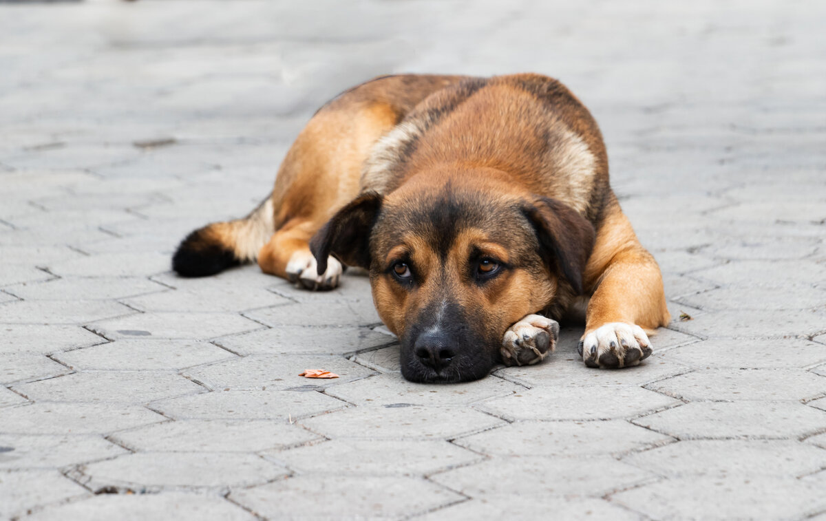 грустный пес - navalon M