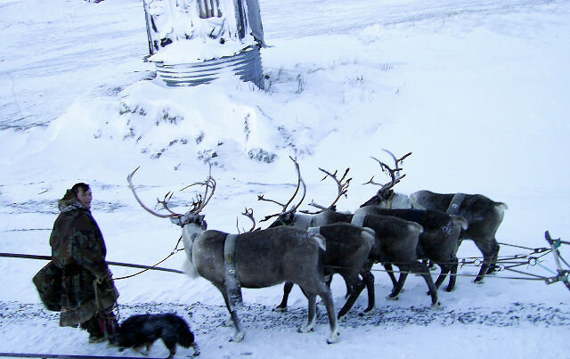 Полуостров ЯМАЛ - Tata Wolf