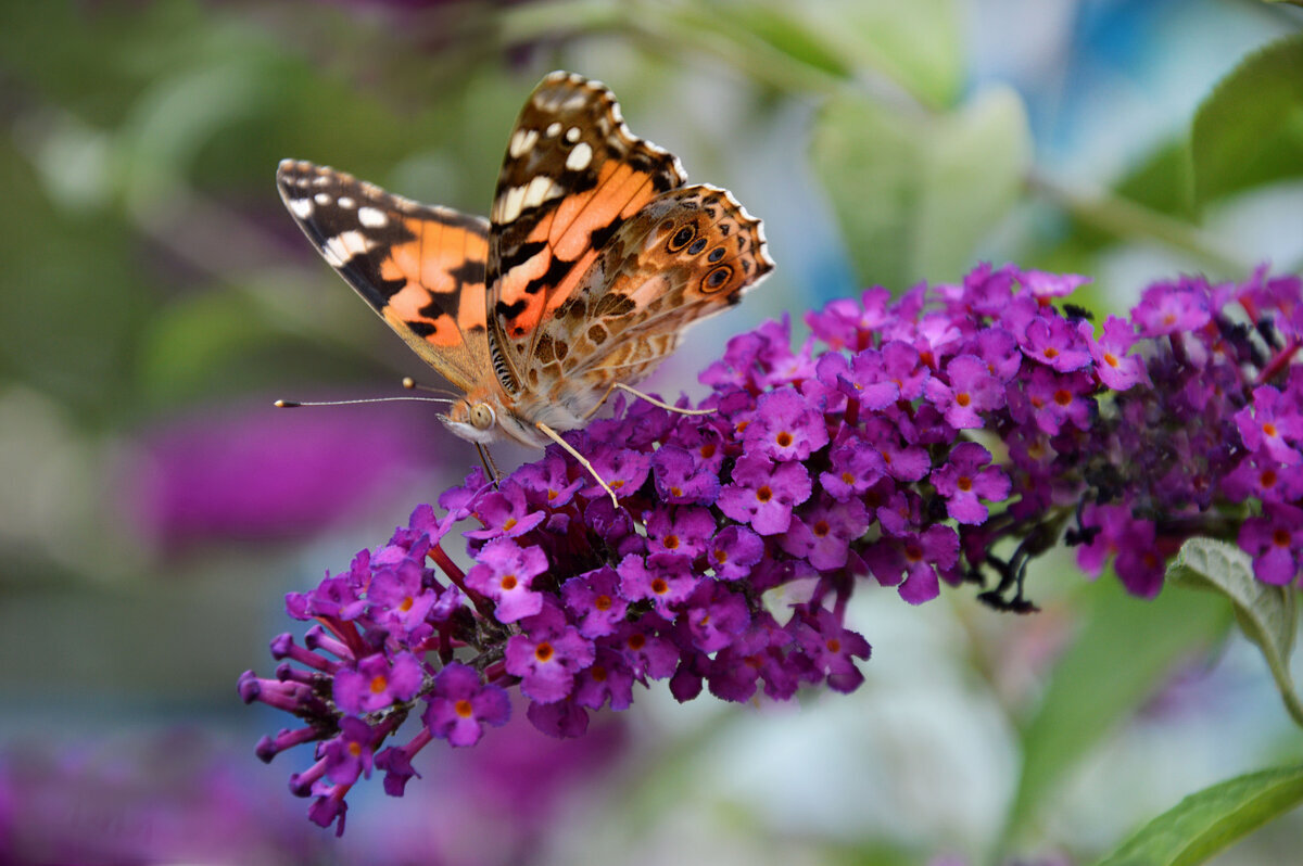 Репейница - Надежда Куркина 