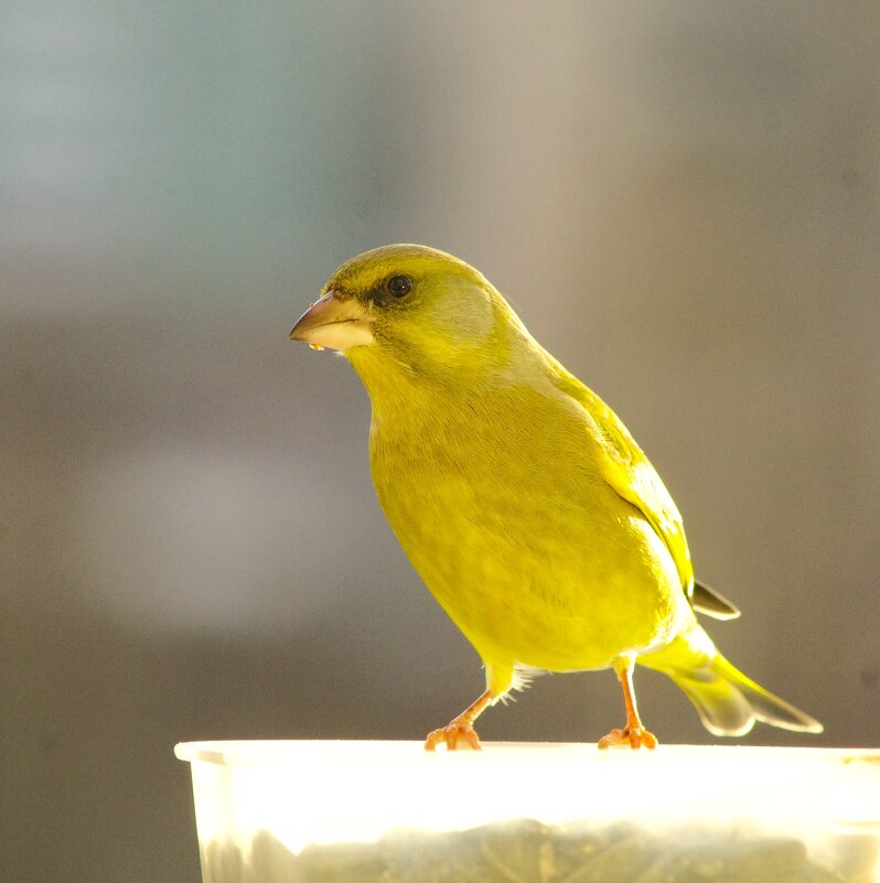 Золотая птица... если-б не драчунья была :) - Юрий Куликов