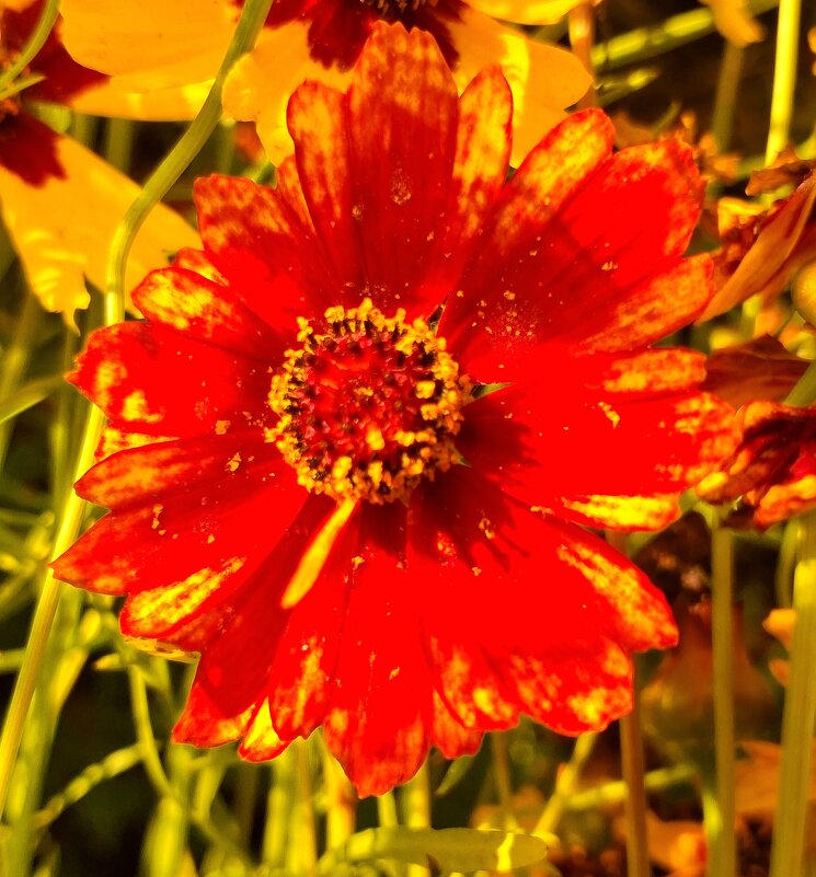 Кореопсис "Меценат" - оля san-alondra