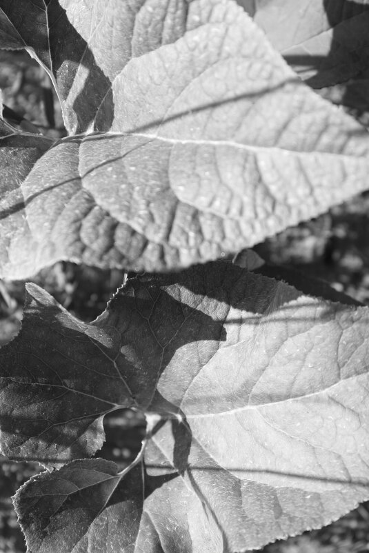 Фотография - Денис Безногов