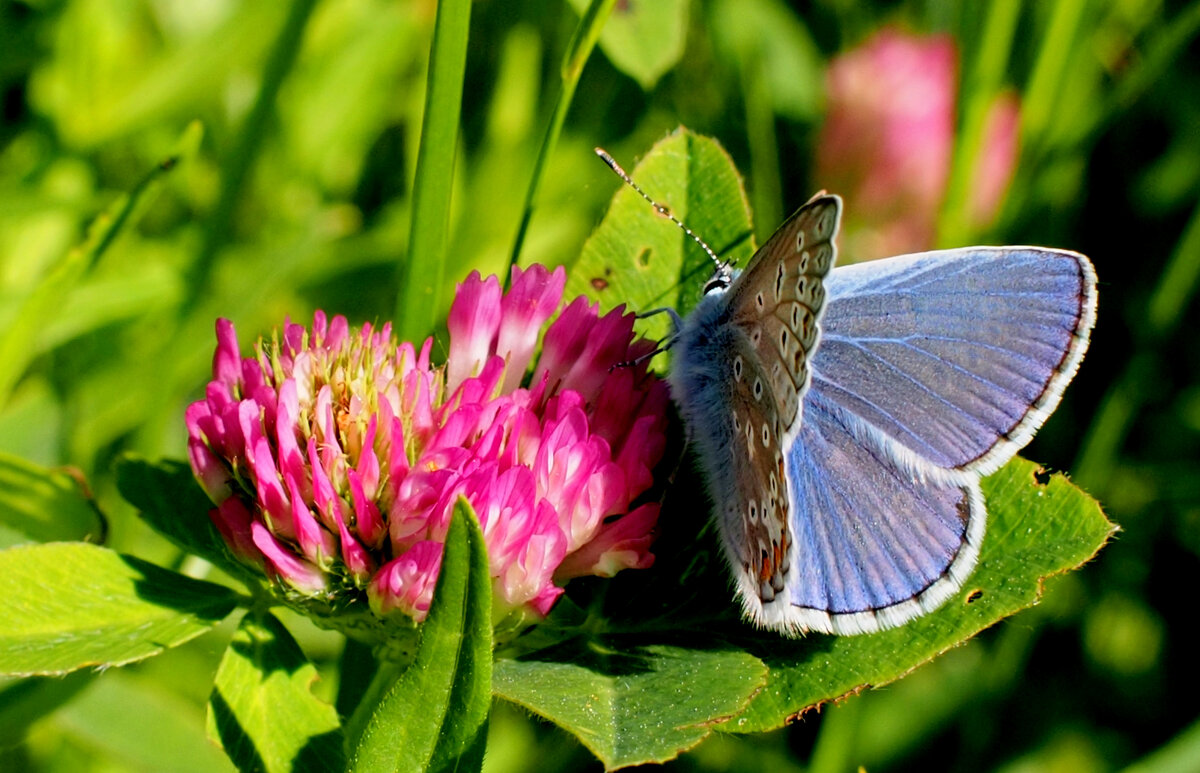 опять про бабочек...248 - Александр Прокудин