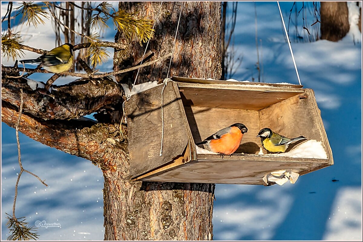 Морозный денёк - Aquarius - Сергей