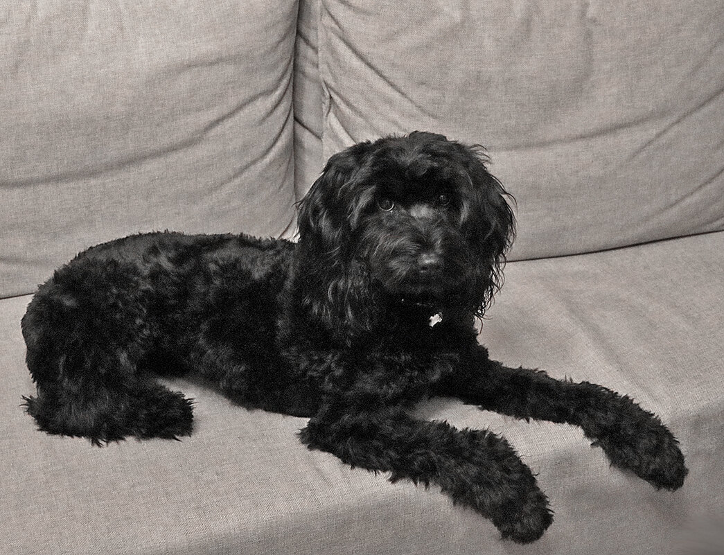 Фотомодель лабрадудель Тучка - Светлана 