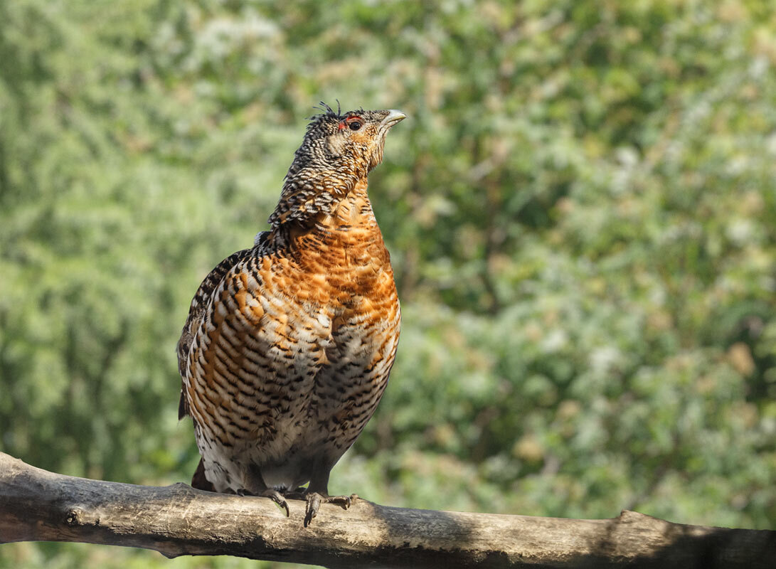 Глухаока - SanSan 