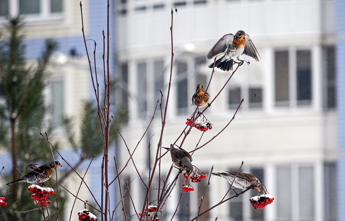 Дрозды прилетели - Валерий Иванович