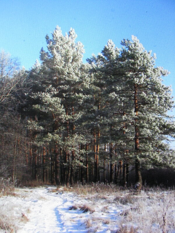 Украсились снегом - Людмила Смородинская