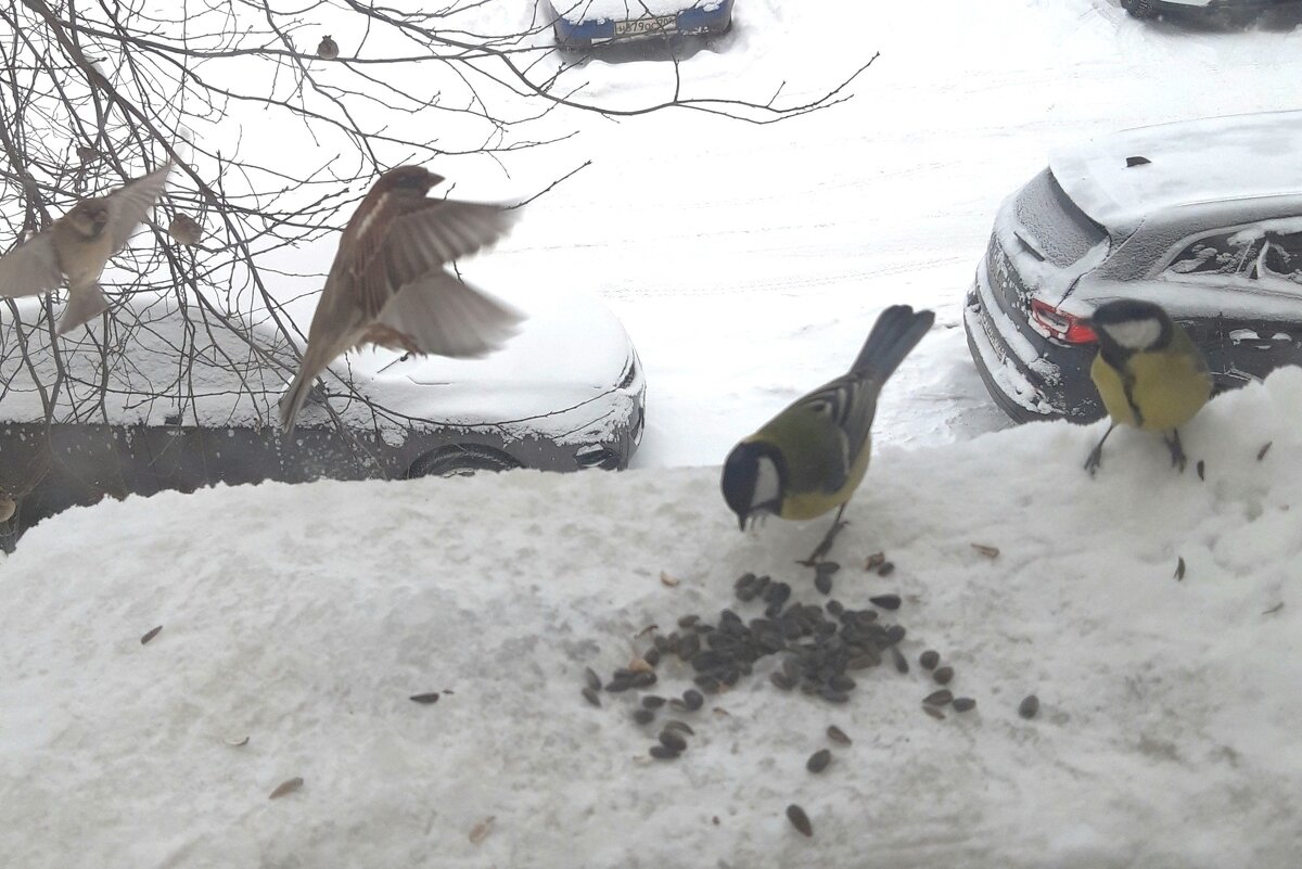 Декабрь - Венера Чуйкова