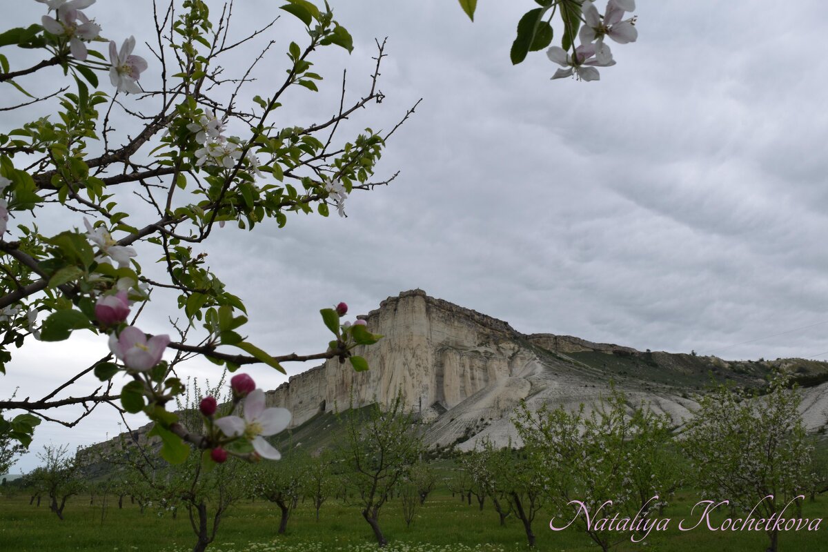 Природа Крыма - Amazing Cosmea