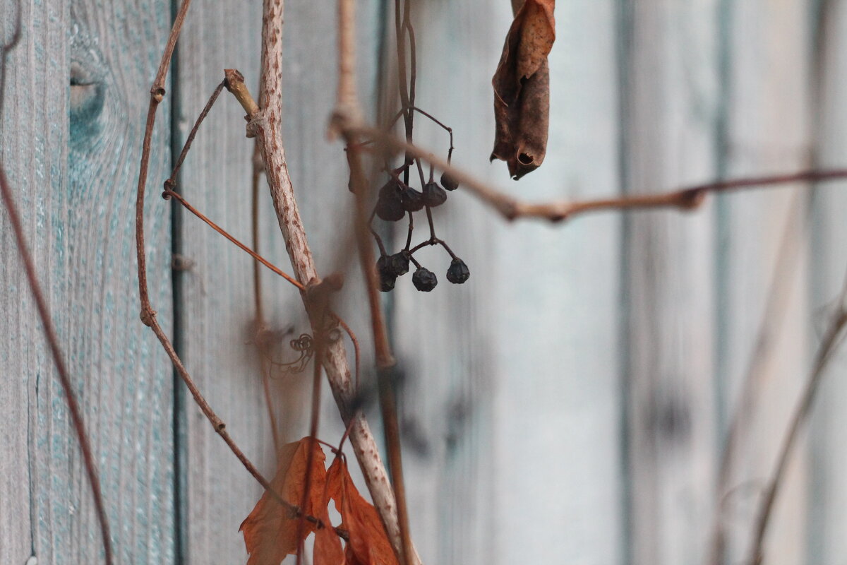 Виноград - Вячеслав Крысанов