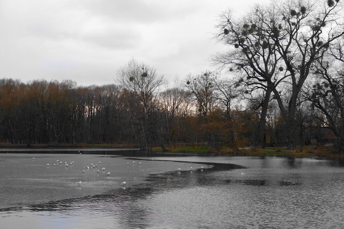 Чайки в городском парке - Рита Симонова Чайки в городском парке - Рита Симонова