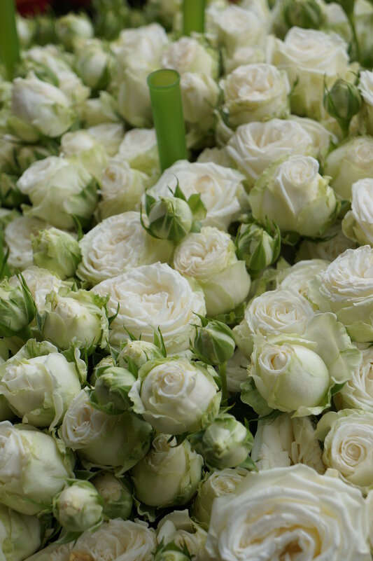 * * * - Алёна Савина