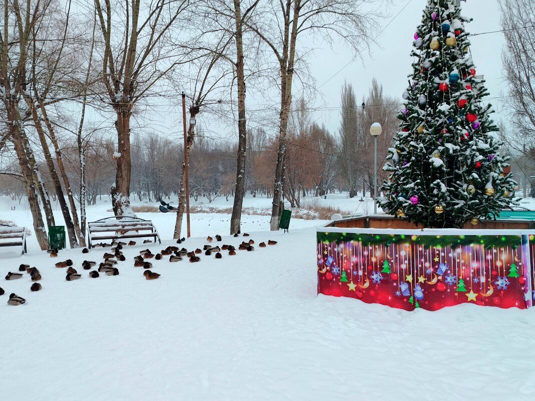 Утки ждут праздника - Надежда 