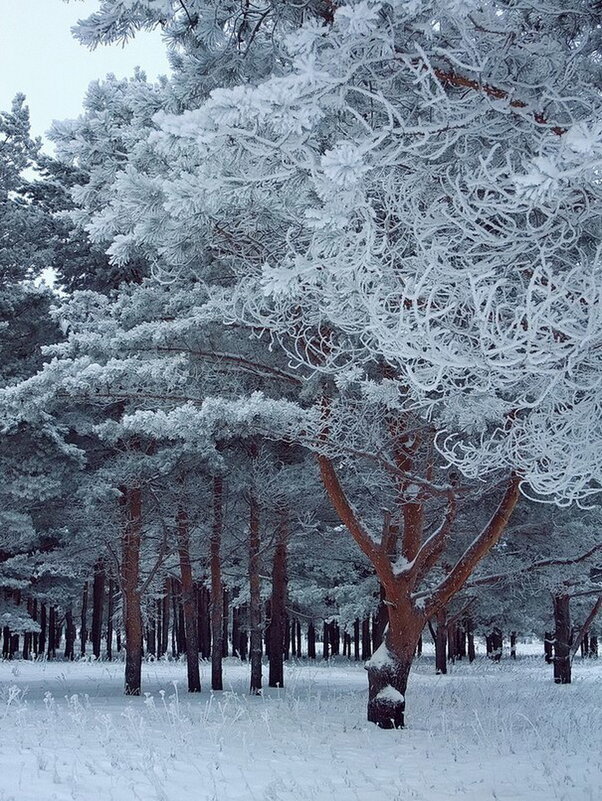 Иней. - Михаил Свиденцов