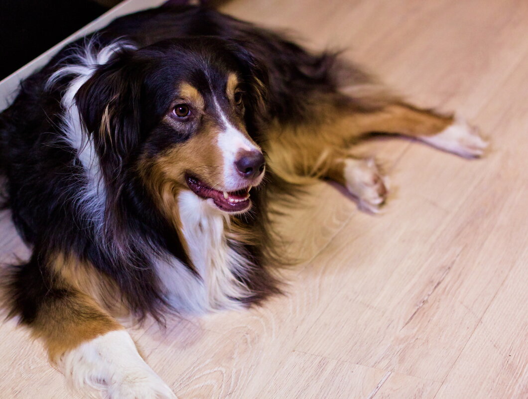 собакен - Артём 