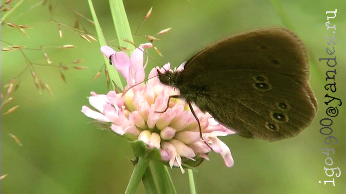Из Серии __В заповедных Лесах __ A keepsake photo ((.... фото на память )) - Игорь Пляскин