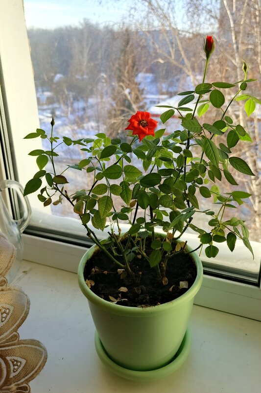 Розы к морозам . - Мила Бовкун