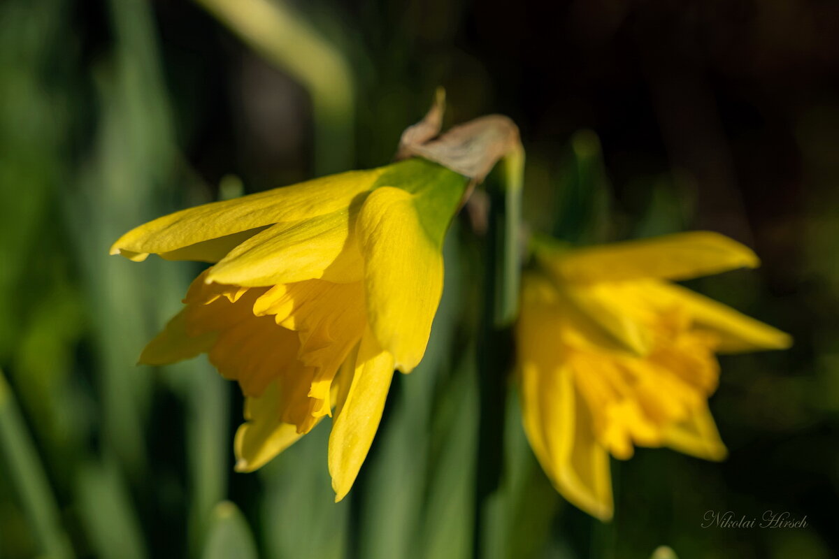 Про нарциссы... - Николай Гирш Про нарциссы... - Николай Гирш